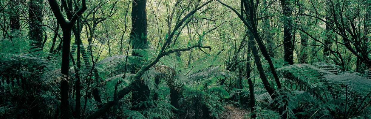 Walking Tracks at Melba Gully, Otway Ranges