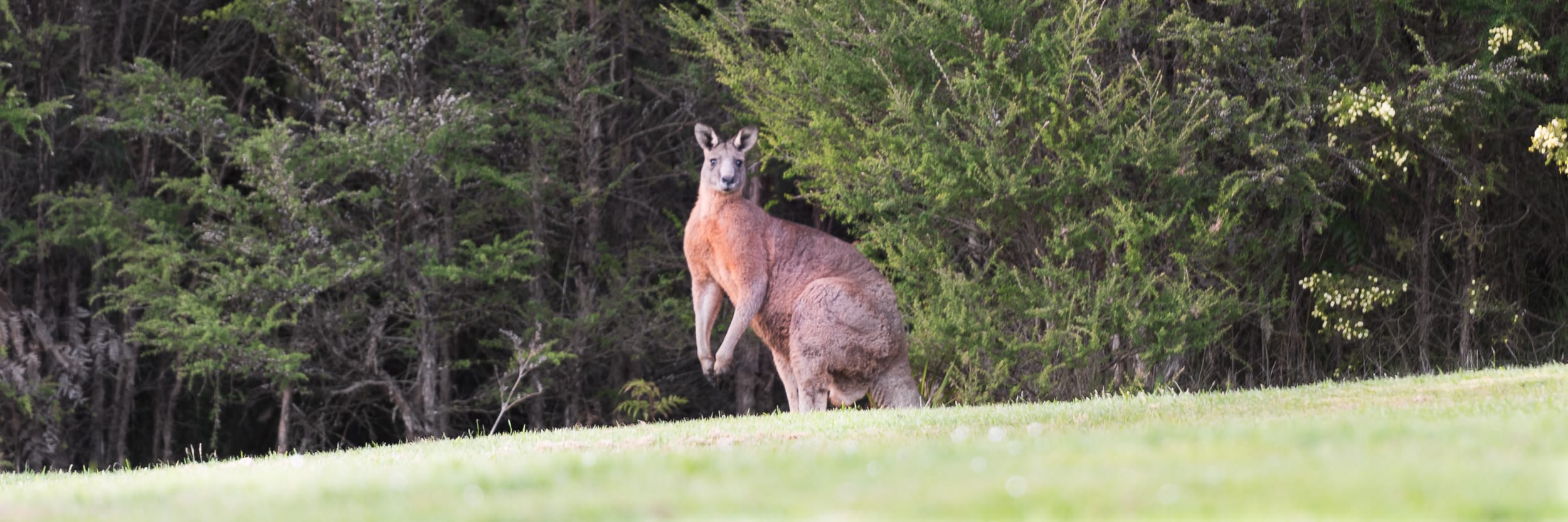 Everything You Ever Wanted To Know About Kangaroos