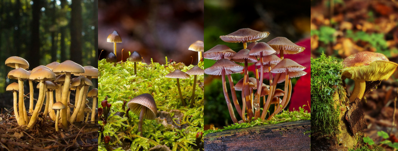 It’s Fungus Season on the Great Ocean Road!