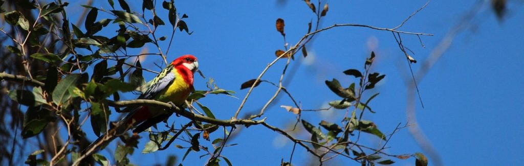 Eastern Rosella Birds of Australia 
