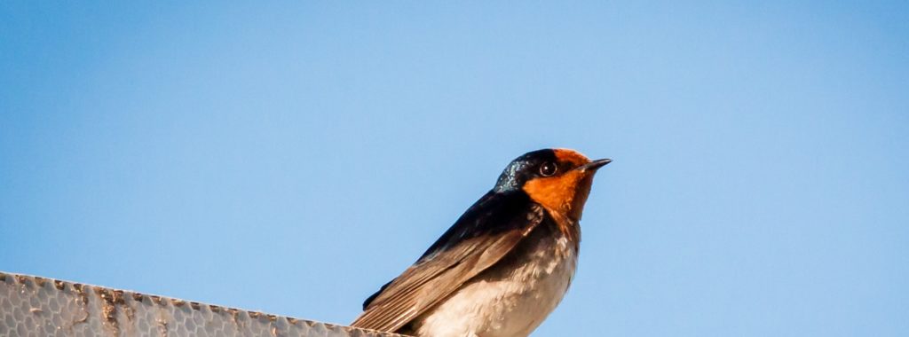 Welcome Swallow, Birds of Australia 