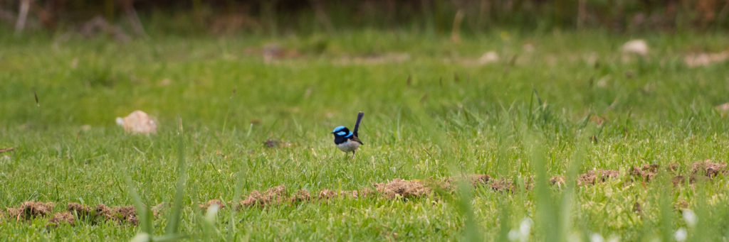 Fairy Wren