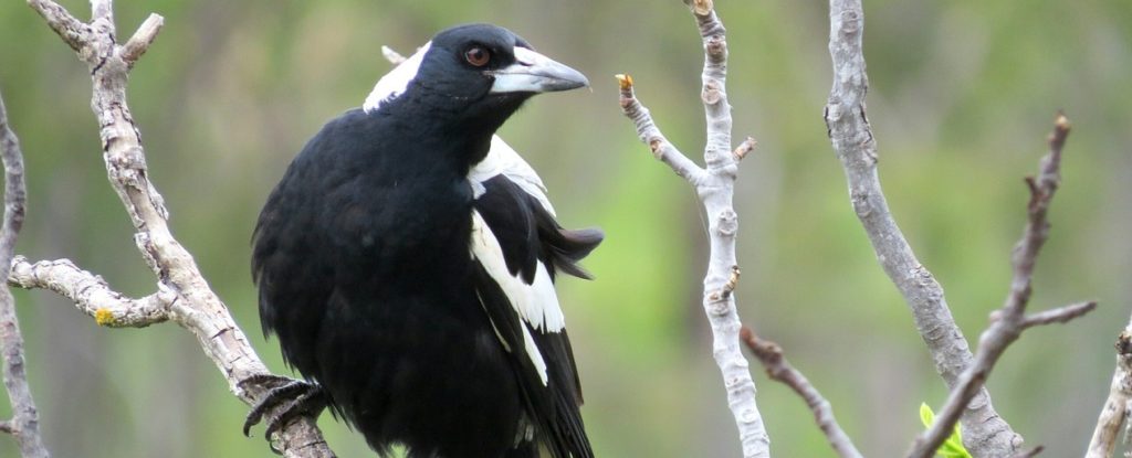 Magpie Birds of Australia 