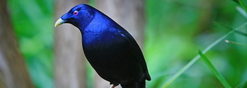 Satin Bower Bird , Birds of Australia 